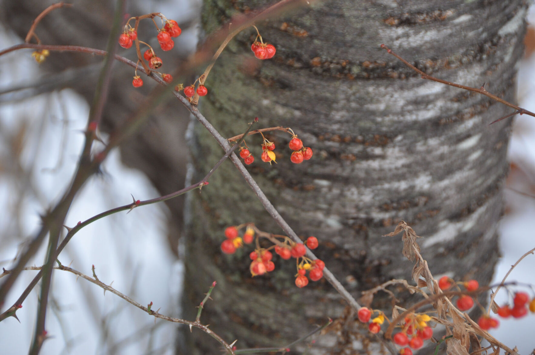 Red berries on vine